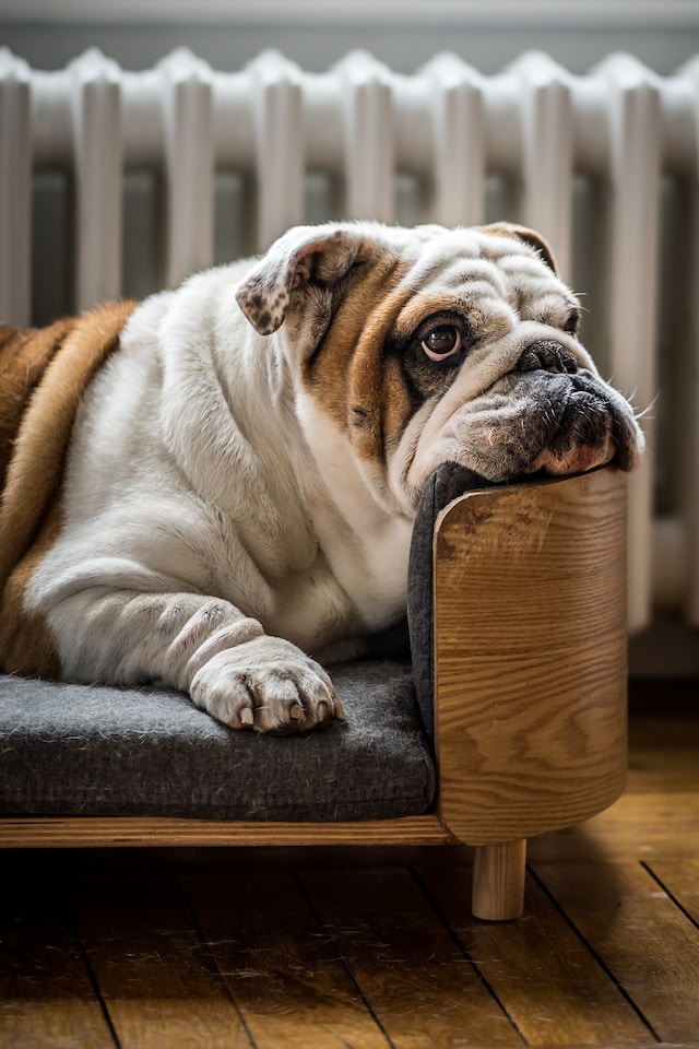Obesity and Dog Nutrition