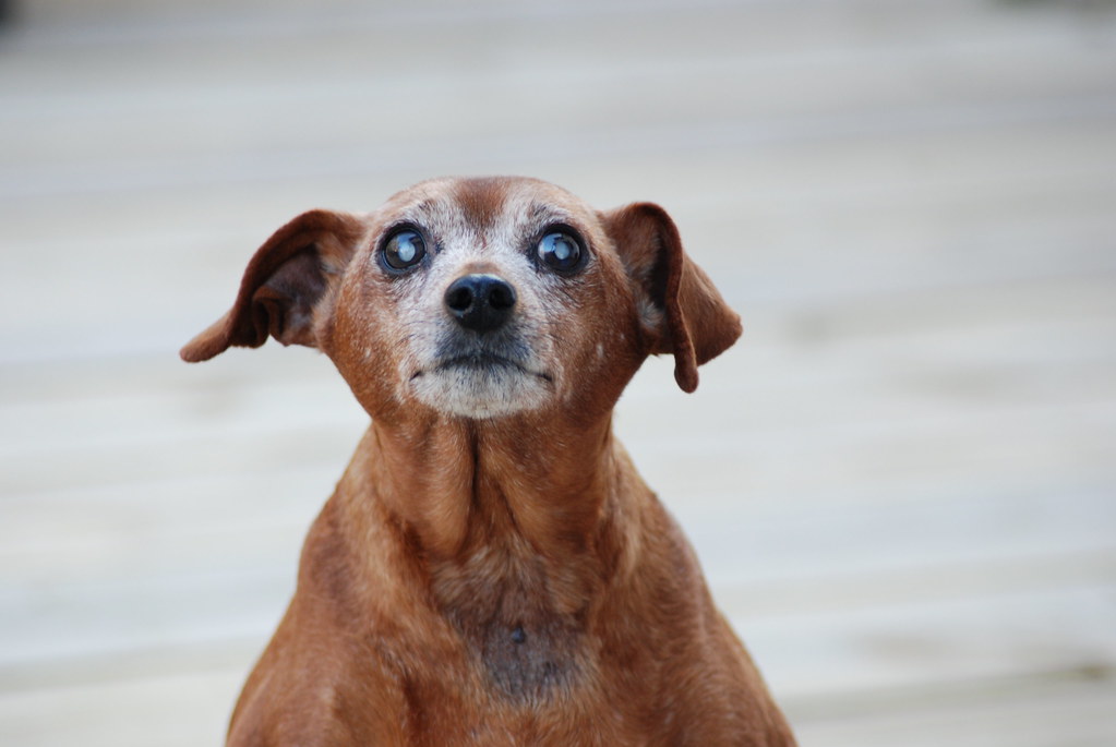 Signs of Aging in Dogs