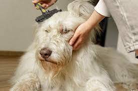 Hand stripping dog grooming