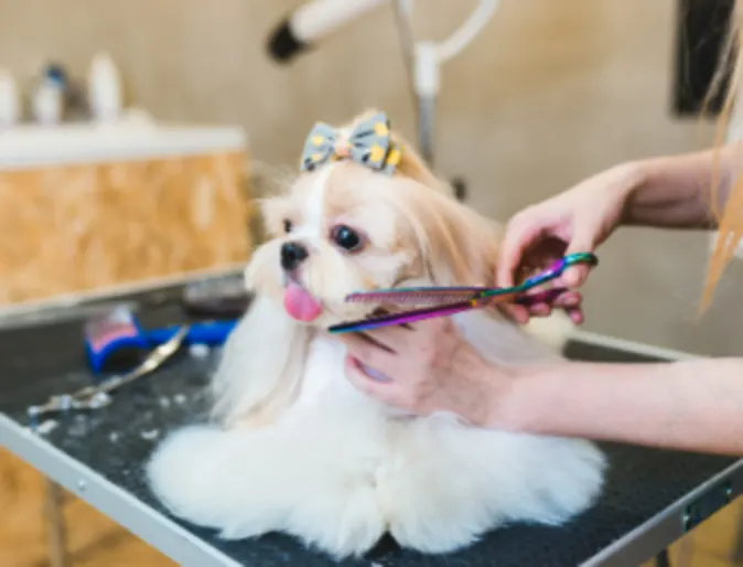 relaxed dog grooming