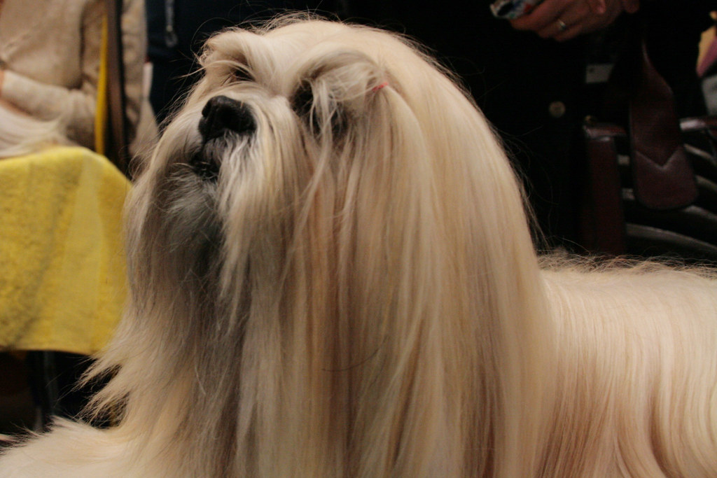 long-Haired Breeds dog grooming