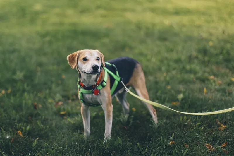 Choosing the Right Dog Leash for Different Activities